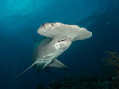 10 Incredible Facts About Hammerhead Sharks